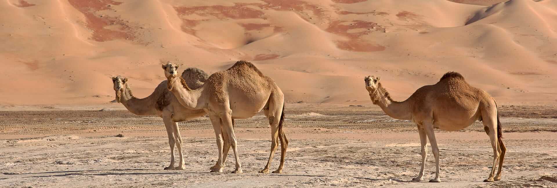 Oman and the Empty Quarter - private Oman tour DT 15966039