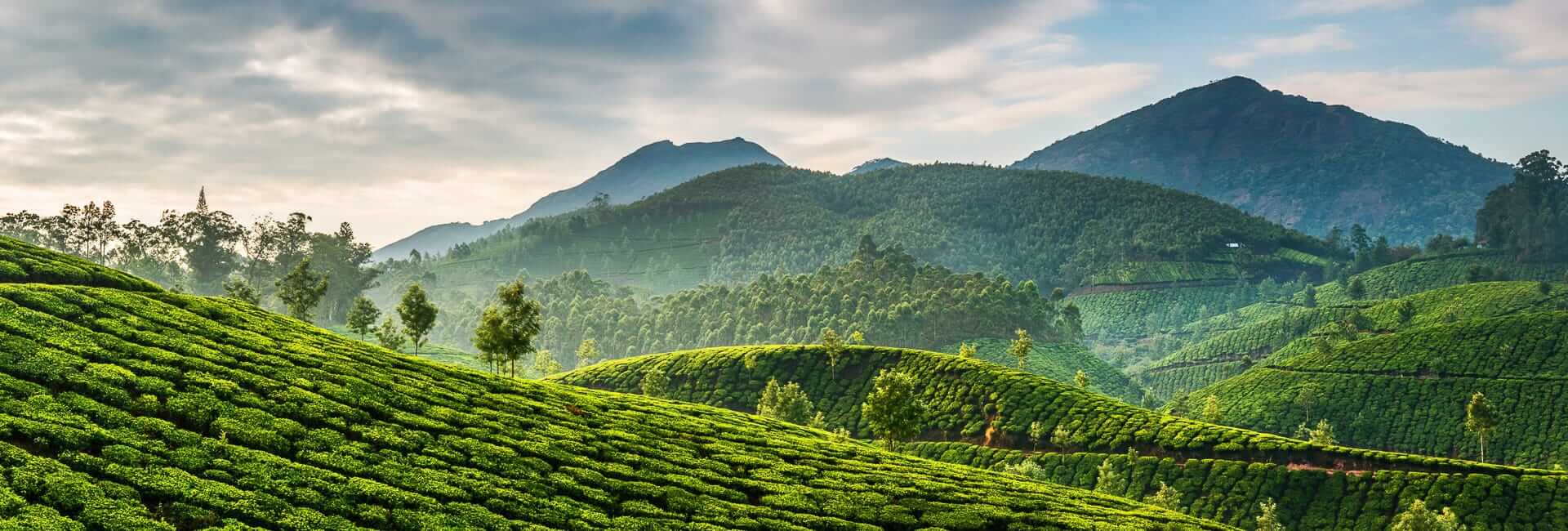 Where to travel in South India - Kerala (Tea plantation) DT 37609392