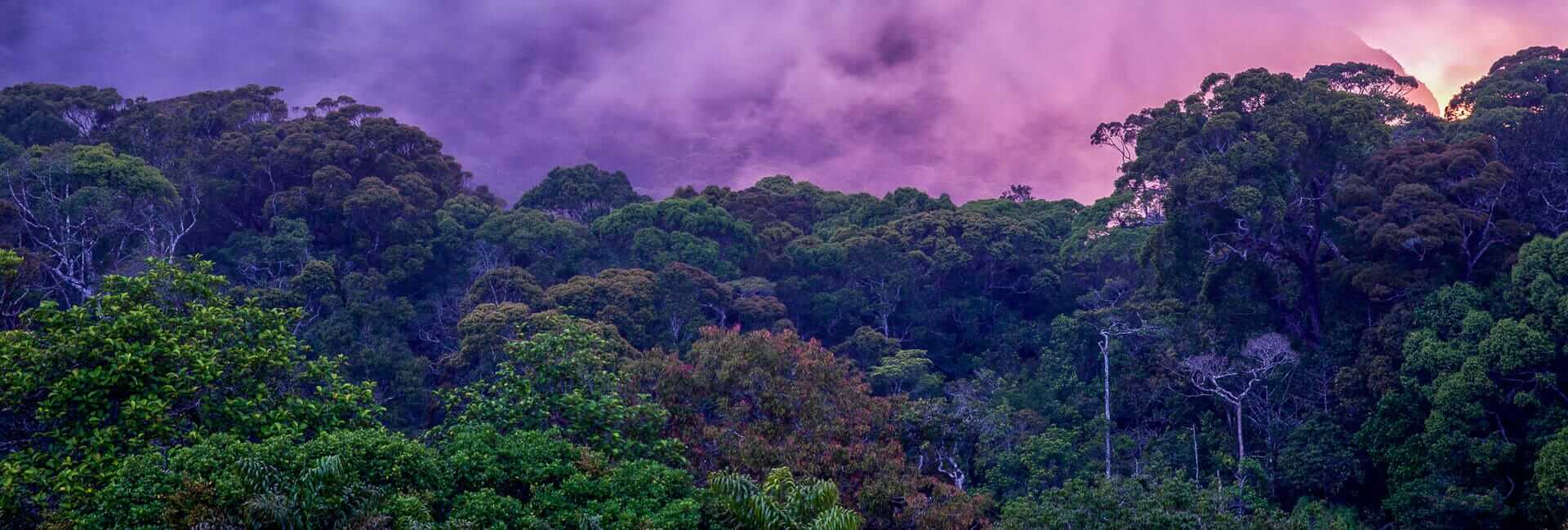 Boulder Garden Sinharaja Rainforest Sri Lanka banner DT 69433244