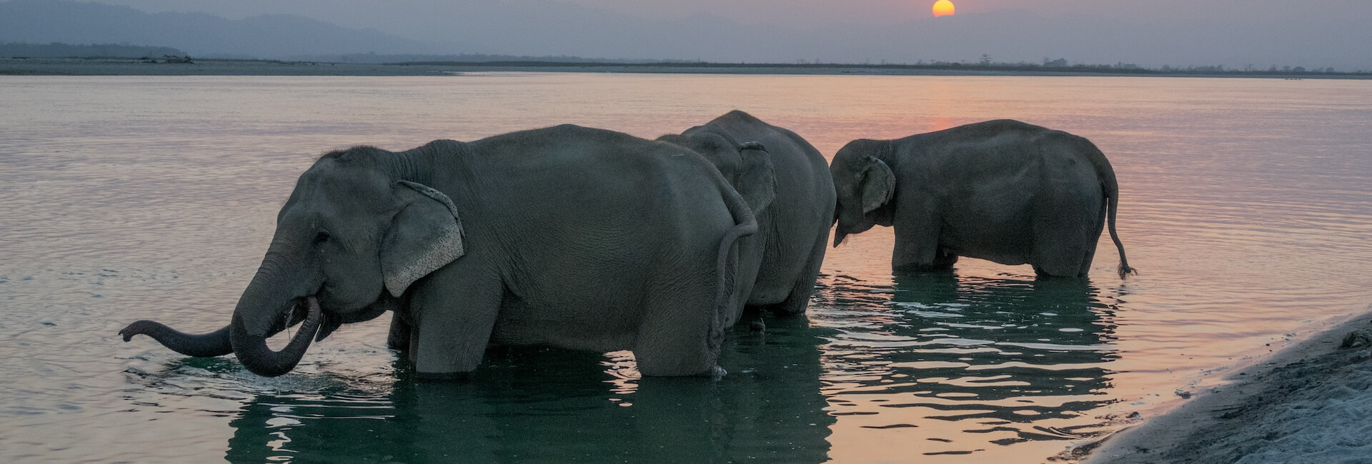 Elephants playing in water Nepal