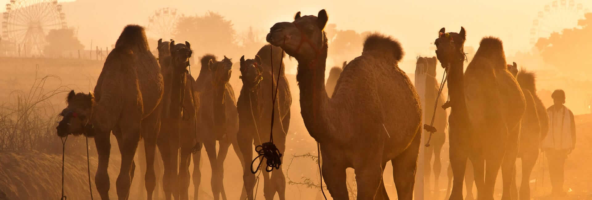 India and Pushkar Camel Fair - tailor-made holiday tour DT 22225141