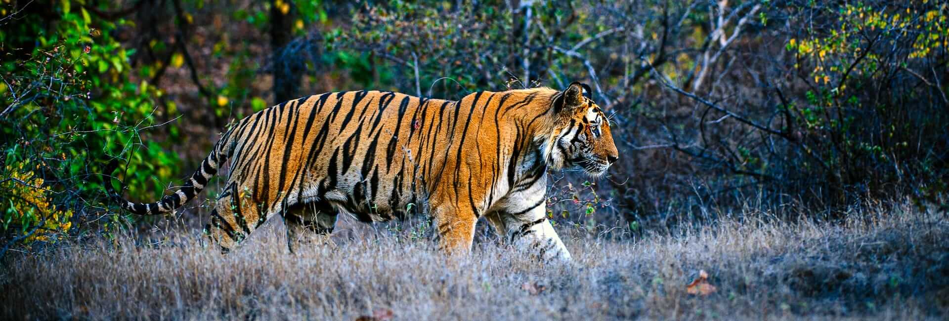 Tours in Central India (Bandhavgarh National Park) DT 16444872