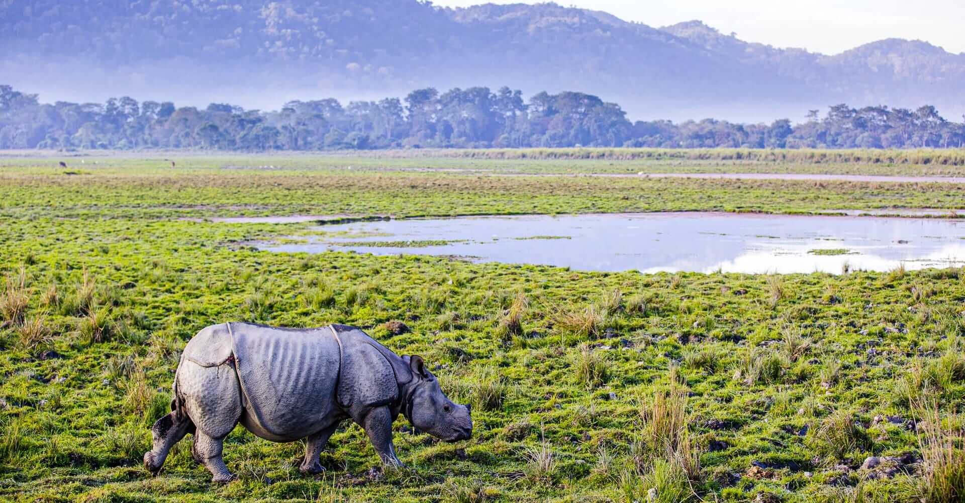 Where to travel in Bengal and Eastern India (Assam - Kaziranga National Park) DT 47054450