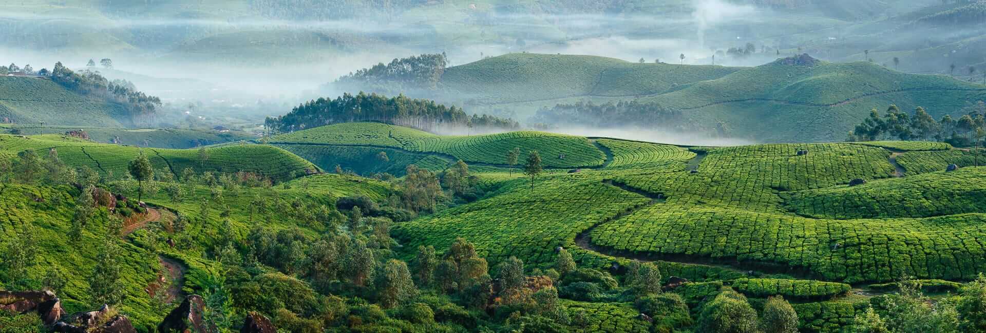 Kerala (Munnar. Tea planation) India DT 64898552