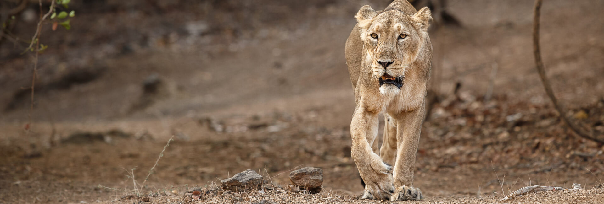 Lion Safari Camp Sasan Gir National Park Gujarat India banner DT 87096960