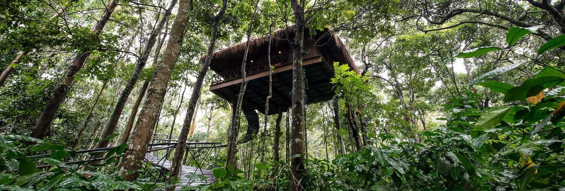 Pepper Trail in Wayanad, Kerala India (Tree House Exterior)